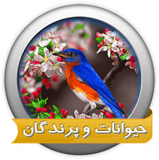 پرندگان حیوانات اهلی وحشی